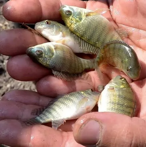 Black-nile-tilapia-for-sale-near-me