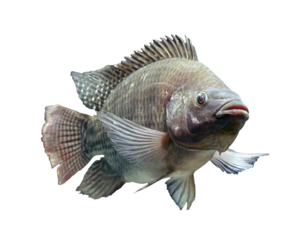 Blue-tilapia-for-sale-near-me
