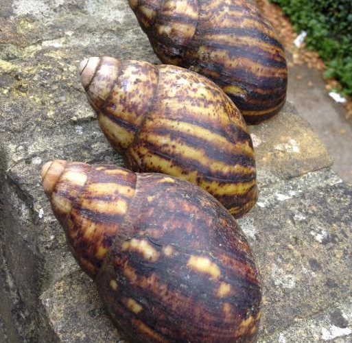 Cuttest-African-Land-Snail-For-Sale-near-me