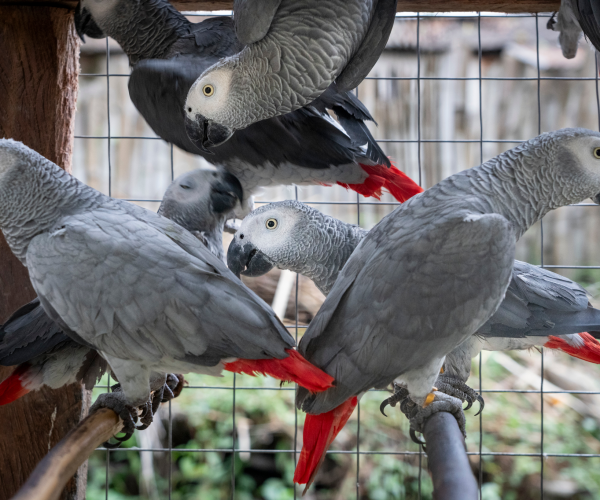 Male-and-female-African-Grey-Parrot-for-sale