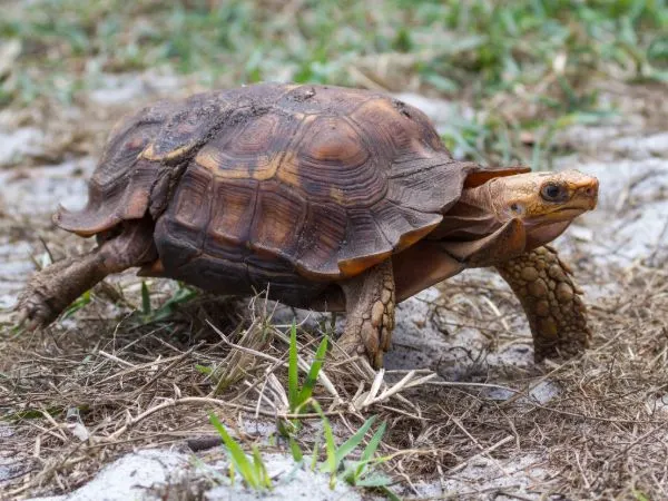 Male-and-female-African-forest-tortoises-for-sale
