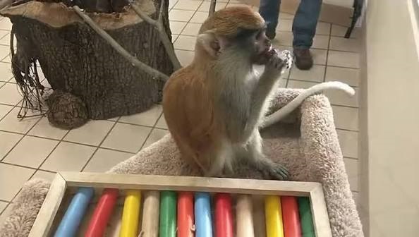 adorable-patas-monkey-for-sale