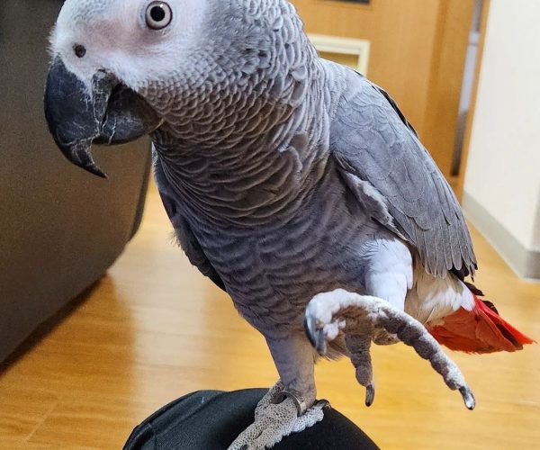 african-grey-for-sale-UK